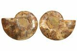 Cut & Polished, Crystal-Filled Ammonite Fossil - Madagascar #296480-1